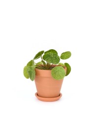 Pilea Peperomioides Mojito