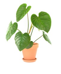 Philodendron Sodiroi M