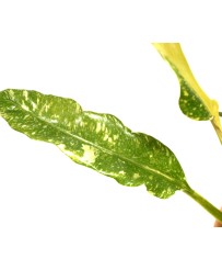 Philodendron Ring of Fire