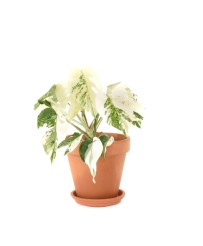 Monstera Albo Variegata S