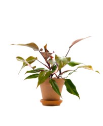 Philodendron Pink Princess S
