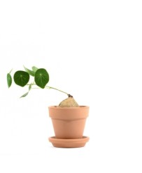 Stephania Erecta - BULBO