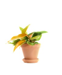 Philodendron Prince of...