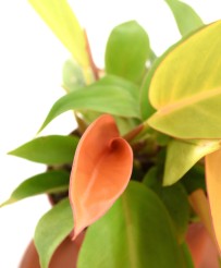 Philodendron Prince of Orange L