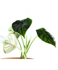 Alocasia Dragon Scale