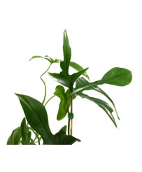 Philodendron Florida Green L