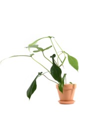 Philodendron Joepii L