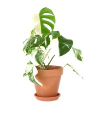 Monstera Albo Variegata L