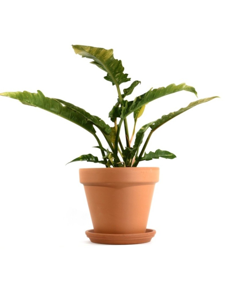 Philodendron Ring of Fire