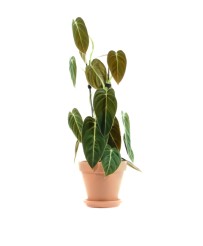 Philodendron Melanochrysum M
