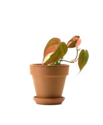 Philodendron Scandens...