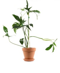 Philodendron Florida Green L