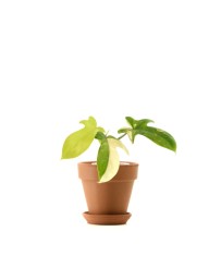 Philodendron Florida Beauty S