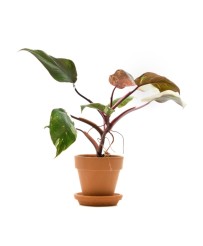 Philodendron Red Anderson...
