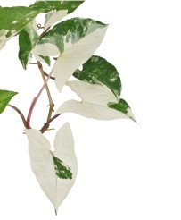 Syngonium Podophyllum Albo Variegato S
