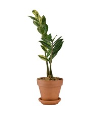 Zamioculcas Zamiifolia...