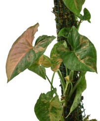Syngonium Pink Flecked S