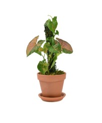 Syngonium Pink Flecked S