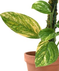 Monstera Perù Karstenianum Variegata S