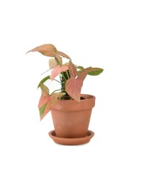 Syngonium Pink Emerald S
