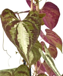 Dioscorea Discolor