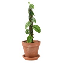 Scindapsus Dark Princess...