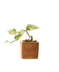 Epipremnum SP Bali Hanoman...