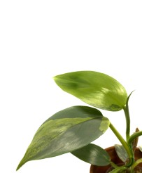 Philodendron Hastatum Silver Sword Variegato M