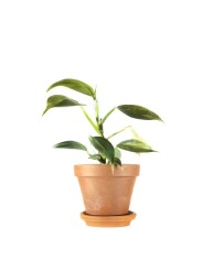 Philodendron Hastatum...